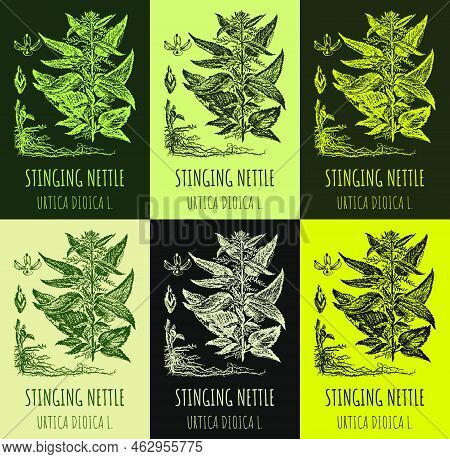 Set Of Vector Drawings Of Stinging Nettle In Different Colors. Hand Drawn Illustration. Latin Name U