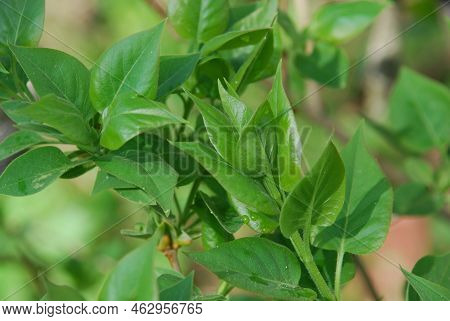 Lilac Leaves On A Spring Evening. Fresh Green Leaves Of A Lilac Lilac Bush. Large Textured Green Lea