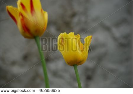 Two Yellow Flowers With Red Stripes. Two Bright Yellow Half-open Tulip Flowers, The Petals Of The Bu
