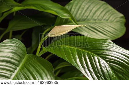 Blooming Delicate Flower Bud Of Spathiphyllum Wallisii