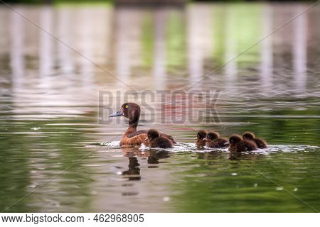 Female Tufted Duck Swims With Her Ducklings In Green Lake