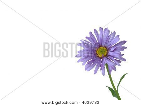 美しいライラックの花