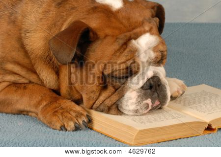 Bulldog Lesung Buch