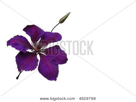 ライラックの花