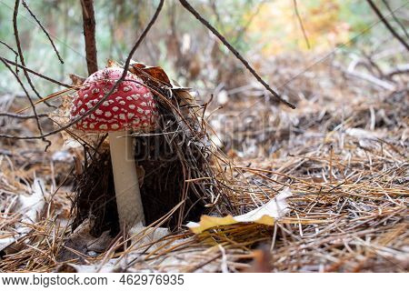 Amanita Muscaria,  Fly Agaric Or Fly Amanita Mushroom With Red Hat In Pine Tree Autumn Forest.  Whit
