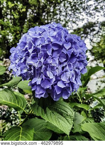 Hydrangea Macrophylla Known As Bigleaf, French Or Mophead Hydrangea, Penny Mac And Hortensia