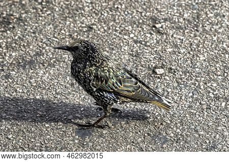 European Or Common Starling (sturnus Vulgaris) In United Kingdom