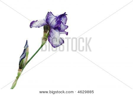 ライラックの春の花