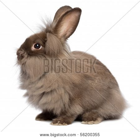 A Sitting Chocolate Lionhead Bunny Rabbit