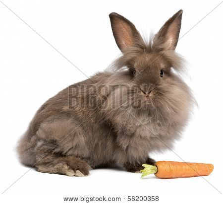 A Cute Chocolate Lionhead Bunny Rabbit With A Carrot