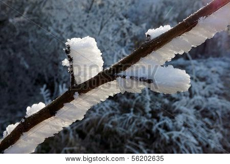 frost