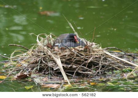 Gallinella d'acqua sul nido