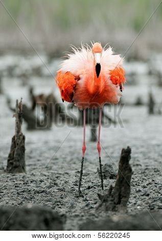 The American Flamingo (phoenicopterus Ruber)