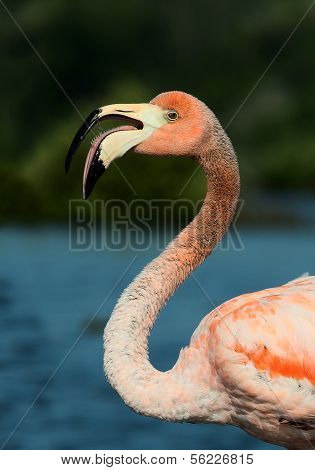 The American Flamingo (phoenicopterus Ruber)