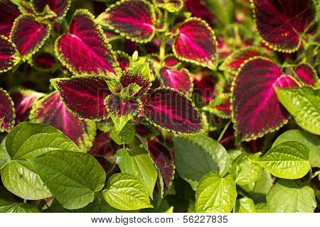 En smuk blad af coleus