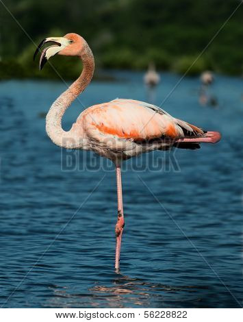 The American Flamingo (phoenicopterus Ruber)