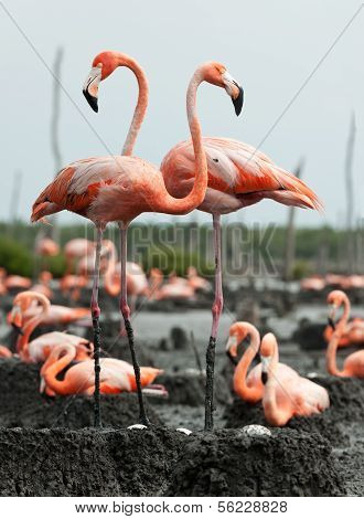 Flamingo (phoenicopterus Ruber) Colony.