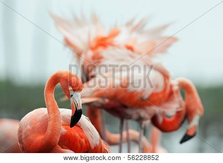 The American Flamingo (phoenicopterus Ruber)
