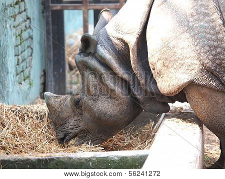 Nashorn im zoo