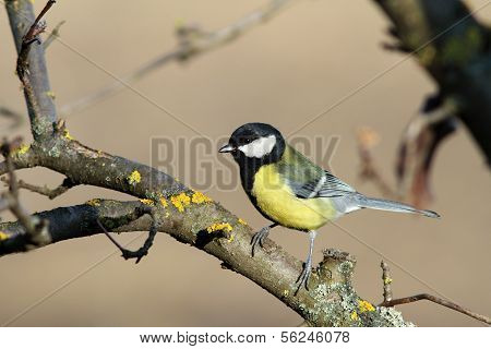 Parus Major On A Branch