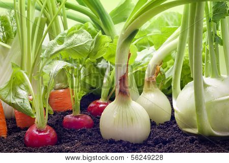 Vegetables growing in the garden