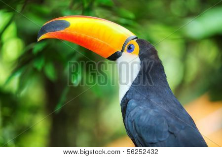 Colorful tucan