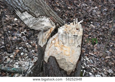 Teeth marks beaver