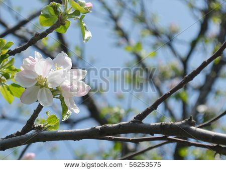 Blomstringens begyndelse æbletræet