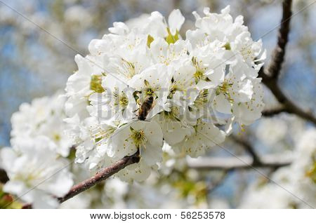 Chereshnya blossom
