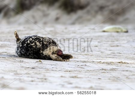 Birth of a grey seal