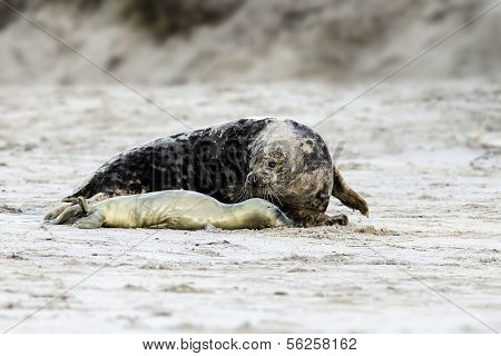 Birth of a grey seal