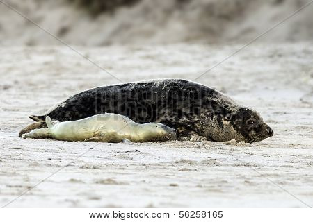 Birth of a grey seal