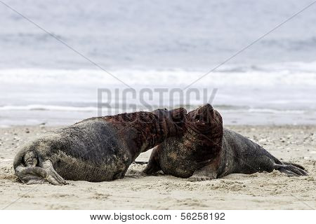 Grey seals fighting