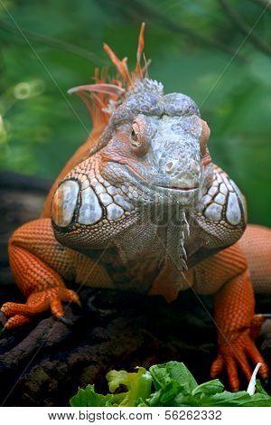 Iguana lizard