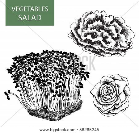 Salat - set von Vektor-illustration