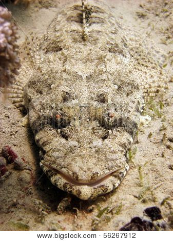 Maskovaný crocodilefish