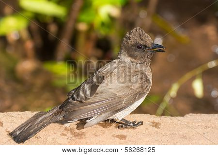 Very Detailed Image Of A Common Bulbul