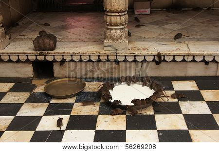 Holy Rats Drinking Milk From A Bowl, Karni Mata Temple, Deshnok, India