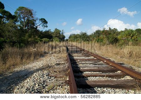 Railroad Tracks In Wilderness