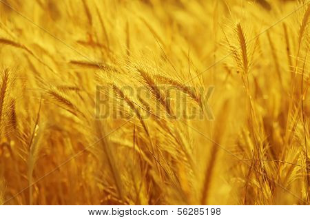 Golden ear