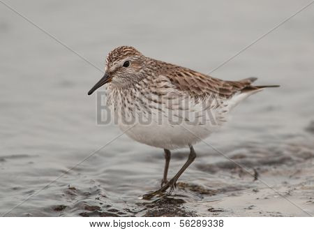 White-rumped Sandpiper