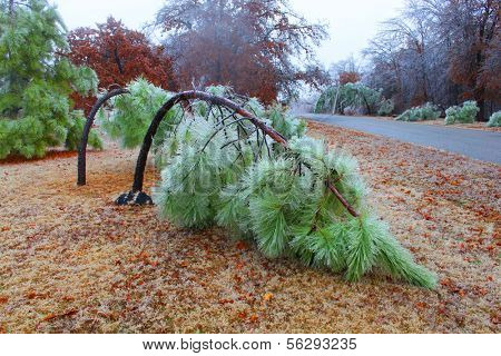 Pine trees under heavy ice