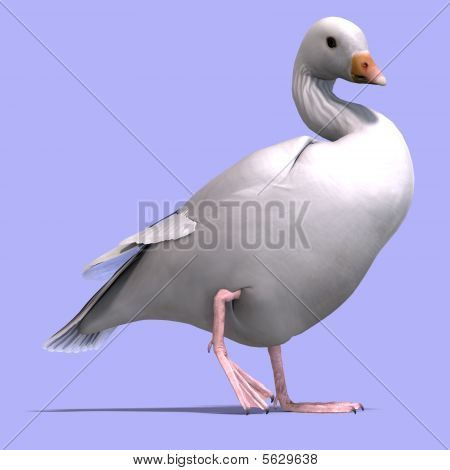 눈 거 위