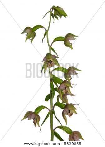 Ausschnitt und in der Nähe der isolierter Epipactis Nahaufnahme