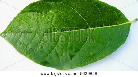 Closeup vert feuille