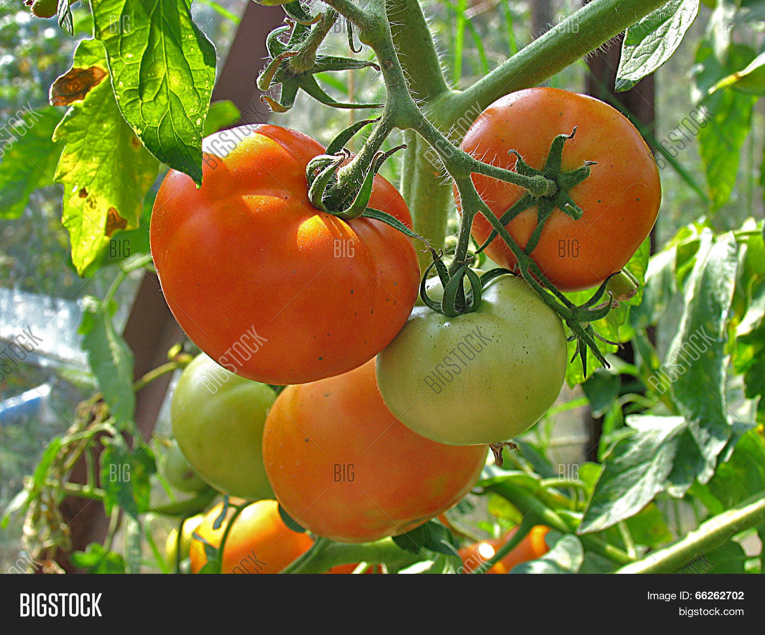 Image Preview