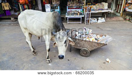 PUSHKAR, INDIA -  AUG 3, 2012: cows resting in the midday heat at the street in india