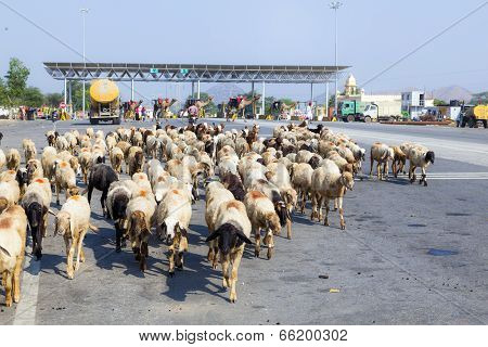 PUSHKAR, INDIA -  AUG 3, 2012: sheeps in a herd crossing the street at the highway near a toll station