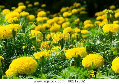 Yellow Flower, Marigold.