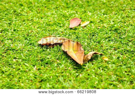 Brilliant Yellow Autumn Fallen Poplar Leaf Foliage Of Deciduous